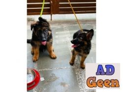 Long hair german shepherd puppies for available